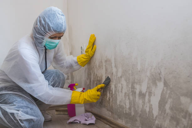 Best Mold Odor Removal Services  in Richmond, IL