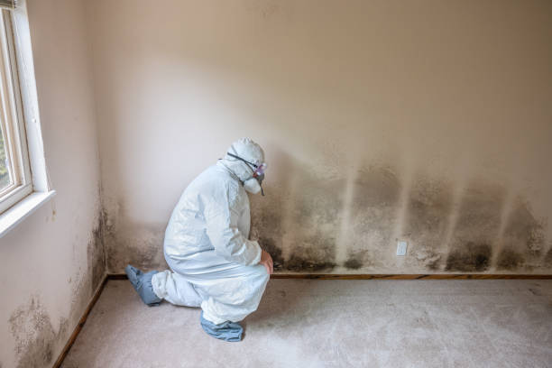 Best Residential Mold Inspection & Testing  in Richmond, IL